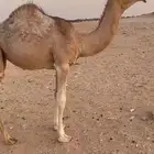 دلمخيه بكره حمرا