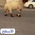 جدع نعيمي صنف لون جبار راس طرف وله تعريف للليع