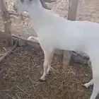 فحل للبيع بلدي