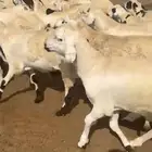 سواكن بيض دمازين