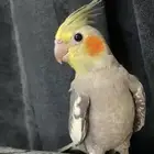 كوكتيل أليف للبيع