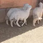 3 خرفان 2 حرش و 1 اصفر طرف و ظهر صلاتي على النبي كرامات