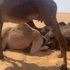 صعود بكر