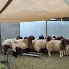 خرفان نعيم للبيع الموقع الخرعاء