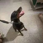 محتاج كلب للتبني واحد من هذا الكلبين او اي كلب يكون