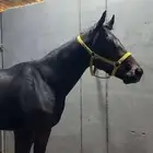 حصان انجليزي