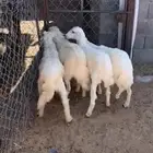 3 رخال وخروف تربيه