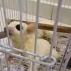 زوج شوقر قلايدر منتج