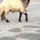 فحل نعيمي صنف للبيع