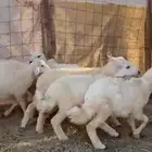 Freedom sheep 8 heads sacrificial sheep for 950 Juma and Jaf