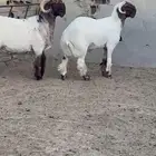 جدعان نعيم صنف للبيع