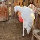 2نعاج سديس فل شحم حميسه