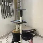 بيت قطوه