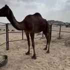 ناقه مجهم للبيع