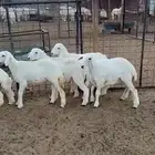 للبيع ذبايح رخال حريه   يوجد ذبح وتوصيل .