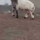 فحل نعيمي صنف للبيع