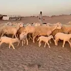 غنم حريات حرش خلفات جروم ورقاب