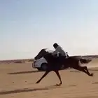 حصان شعبي شيخ