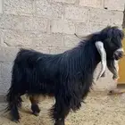 تيس فحل عارضي