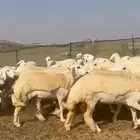 غنم حريات رخال