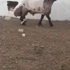 فحل نعيم صنف مشروط للبيع