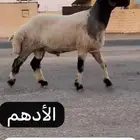 ثني نعيمي صنف فاخر للبيع