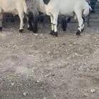 جدعان نعيمي صنف للبيع