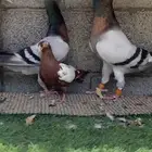 زوج ريحاني