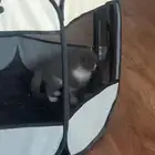 قطط