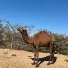 بكره قصب للبيع