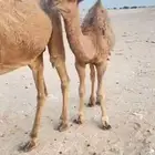 قعود دلمخي طيب لونه أحمر