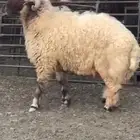 فحل نعيمي السن جذع شرط القريع