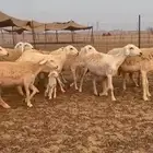 رخال حريات طيبه ضغط عالي صنف درجة اولى عددها 30 تحتها 1