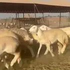 رخال صنف