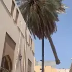 أعمال النخيل