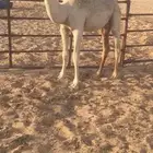 قعود العمر حول خمسه علا حليب امه