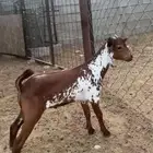 جفر اوشح ذكر