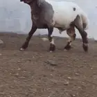 فحول نعيم صنف مشروطه للبيع