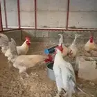 6 اديكه فيومي الألمنيوم و قولد