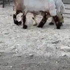 جدعان نعيم صنف للبيع