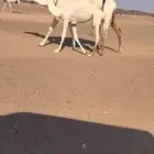 ناقه ضروبه