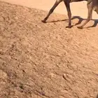 فحل قعود كفو