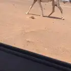 ابل كفو مغاتير   مجاهيم