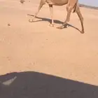 للبيع 3 نياق كفو 2 عشاير تحتها بكار وحده بكره حمرا جذعه