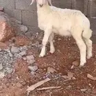 طلي حري