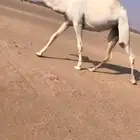ضرايب مغاتير ومجاهيم. ولقحه مجهم