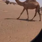 ابكار كفو العدد 3