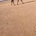 بكار كفو صفرا وحمر