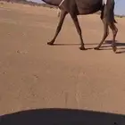 ضرايب كفو مغتر و مجهم