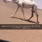 ضرايب وضح كفووو